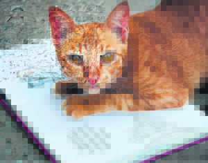 Koop ’n boek en red ’n dier