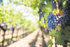 ‘Dié vereiste nie nuut’, sê departement landbou