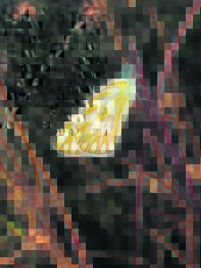 Help protect our butterflies, moths