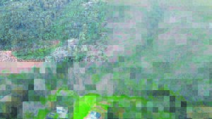 Indringerbome op Paarlberg afgesaag