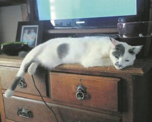 Die kat kom weer en weer en weer