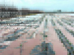 Bloedbad vir die landboubedryf