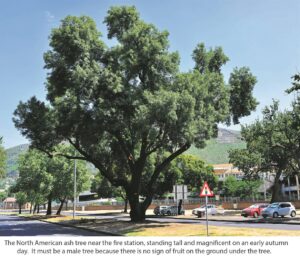 Is it the white or is it the green?