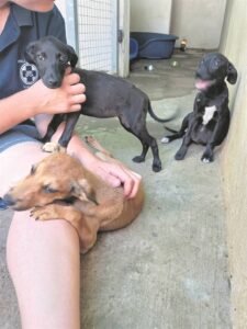 Neglected dogs rescued by SPCA