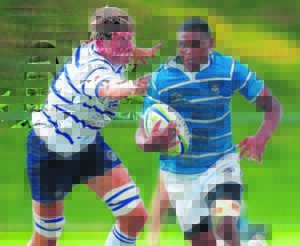 Bosman vineyard’s Diego is going places