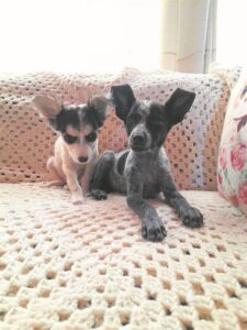 Verlate hondjies soek eie tuiste