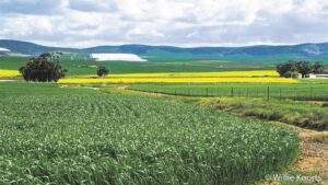 Groen en geel prag op R44