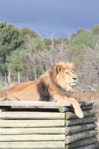 Gaucho turns 20, defies all the odds