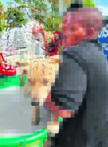 Ete en veiling samel in vir diereversorging