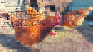 Voëlgriep groot bedreiging vir eierboere