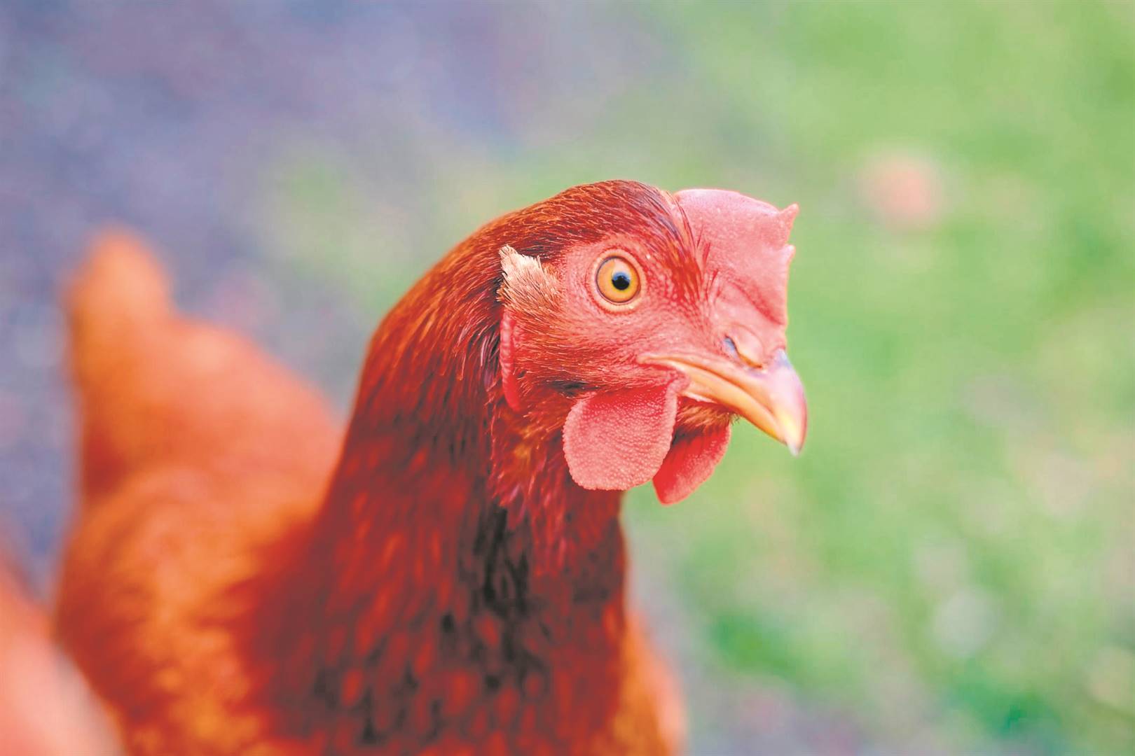 Zero-VAT IQF-chicken call