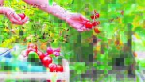 Departement van landbou help só