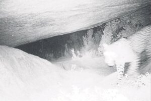 Leopard prowling on Paarl Mountain