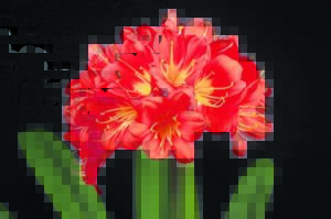 Kom kyk na dié clivias!