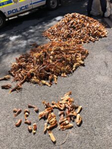 Twee gearresteer na hul met duisende krewe in Franschhoek gevang is