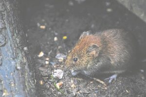 Inwoners kla oor dié plae