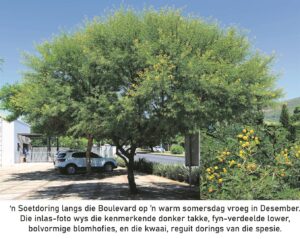 Die soetdoring een van die ‘groot’ bome van Suid-Afrika