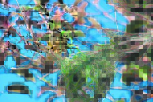 Al die veld is vro-o-lik!