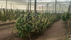 Reuse daggaplaas ontdek in Paarl