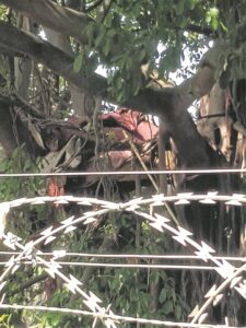 Haweloses ‘hoog in die takke’