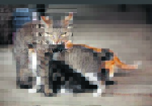 Plea to help sterilise 40 cats