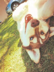 Gesin se husky koelbloedig geskiet