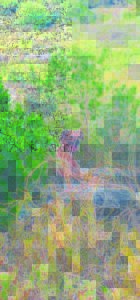 Die rifrughond Shiraz ná drie dae weer tuis