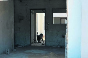 Nóg ’n rondloper-bobbejaan in Paarl-omgewing gewaar