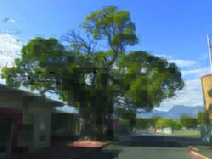 Ring barking is killing our trees