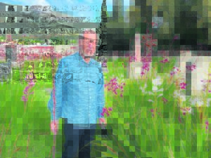 Pypies in volle blom in begraafplaas