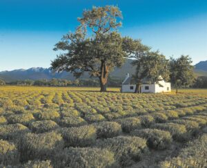 ‘Foreign tongues music to our ears’