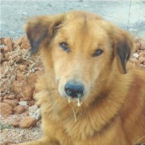 Distemper: One positive case of deadly dog-virus