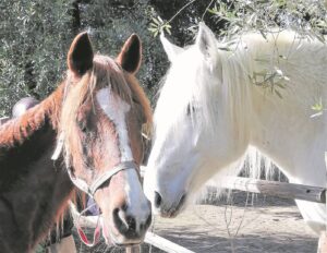 When Sally met George . . .