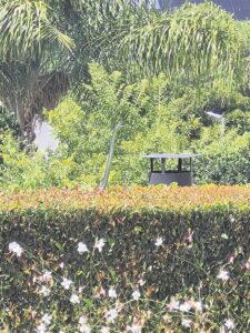 Reuse-boomslang ‘op soek na maatjie’ in die Paarl