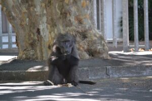 Lone baboon makes municipal headquarters in Paarl it’s home