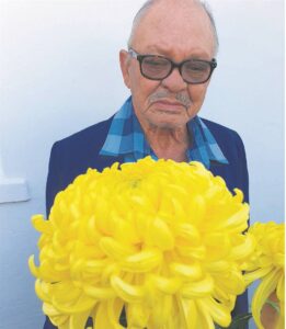 Krisanteskou gaan behoorlik blom