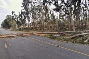 Man in Wellington dood toe boom op hom val