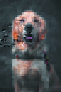 Service dog denied at Home Affairs