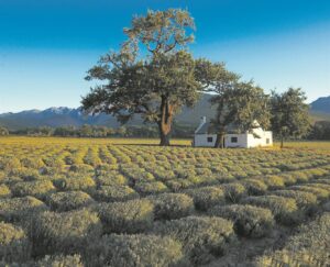 Does sport outweigh wine tourism?