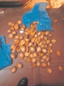 Wenk lei tot vet perlemoenvonds