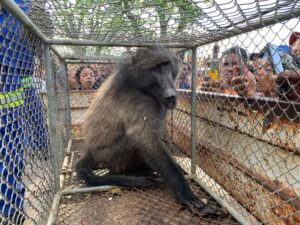 Kees kom weer die keer na Amstelhof