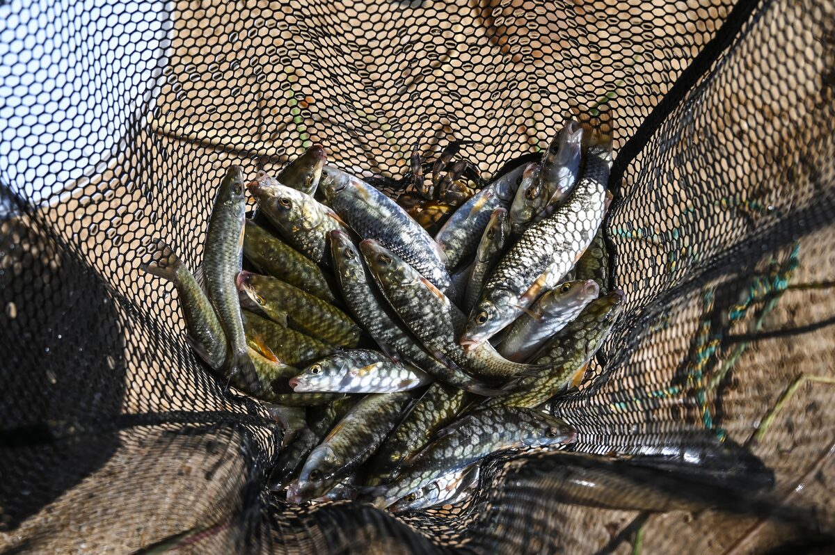 A few Witvisse that were caught in nets at nearby dams. Photo: Ford Wildlife Foundation