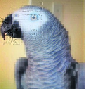 Coco veilig tuis in haar hok