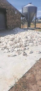 Drakenstein Correctional Services loses over 5 000 chickens to heat