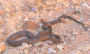 Tekort aan slangbyt-teengif saai paniek, maar nog geen rede tot kommer in die Drakenstein