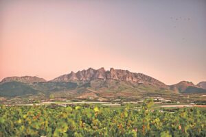 Go Wellington-toerisme-initiatief wil nóg voete lok