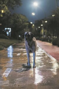 Koue eis ook tol van huisdiere, sê DBV