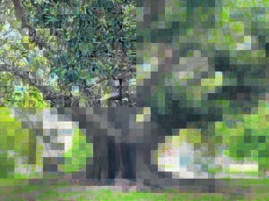 Woude gee meer koolstof