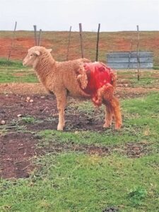 Bure se honde verskeur skape