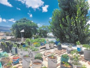 Polisie slaan toe op groot daggaplantasie in Amstelhof